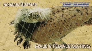 HOUBARA BUSTARD BIRD BREEDING QATAR the special food [upl. by Deeraf199]