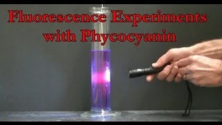 Fluorescence Experiments with Phycocyanin [upl. by Ahsekal]