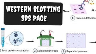 Western blotting  SDS PAGE  Polyacrylamide Gel Electrophoresis  Protein detection [upl. by Celeste567]