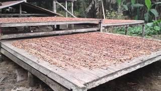 Marquesina artesanal para secar cacao nacional en campo para pequeños y grandes agricultores [upl. by Hudnut]