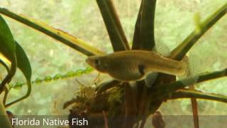 Bluefin Killifish amp Gambusia spotted variety [upl. by Ociredef275]