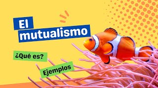 ¿Qué es el mutualismo [upl. by Icyaj105]