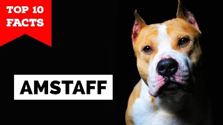 American Staffordshire Terrier  Top 10 Facts Amstaff [upl. by Luapleahcim]