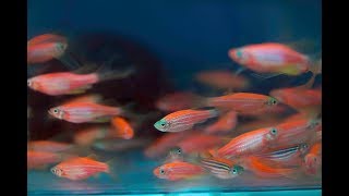 Zebrafish  Aiding scientific breakthroughs in cell regeneration  Victor Chang Cardiac Research [upl. by Anavahs]