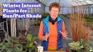 Winter Plants Garden Interest for Colder Months Sun or Part Shade [upl. by Pruter598]