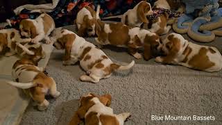 7 week old Basset Hound puppies 🐶 [upl. by Orpah]