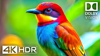 4K Video ULTRA HD 120 FPS  Best of 4K HDR Dolby Vision [upl. by Larochelle980]