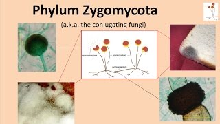 Zygomycota [upl. by Latimer]