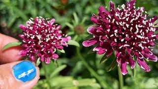 327  How to grow amp care Scabiosa plantScabiosa atropurpurea Pincushion flower Mourning bride [upl. by Kleiman]