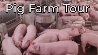 Piggery Farm Tour Pig farming piggerybusiness goat farming [upl. by Suiratnod]