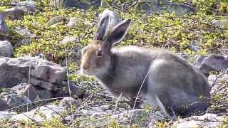 Schneehase Arctic Hare Lièvre arctique [upl. by Laith]