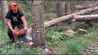 How to cut a tree down  putting the Back cut in first [upl. by Aerahs]