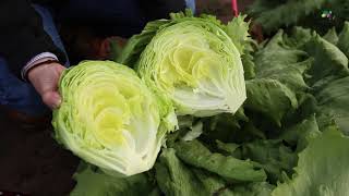 Rijk Zwaan  New iceberg lettuce varieties [upl. by Ladnar]