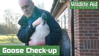 Rescued Canada Goose with an Injured Leg [upl. by Tasiana594]