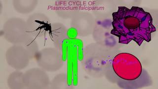 MALARIA LIFE CYCLE Plasmodium falciparum [upl. by Malinda853]