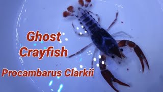 Ghost crayfish the most beautiful Procambarus clarkii crayfish morph in the world [upl. by Hollah]