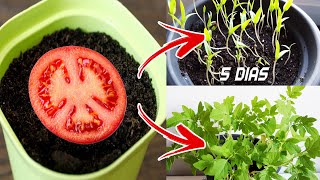 🍅🍅 Germinar tomates en 5 días en casa  Sembrar plantar y cultivar tomates [upl. by Ragnar]