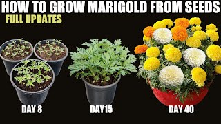 How to Grow Marigold From Seeds  SEED TO FLOWER [upl. by Yrnehnhoj895]