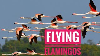 Flamingos Flying The greater flamingo Phoenicopterus roseus Migration [upl. by Amadeus]