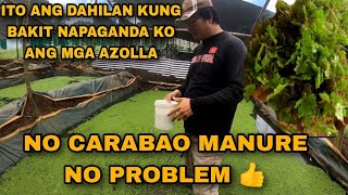 PAANO NAPAPARAMI NG MABILIS ANG AZOLLA  HOW TO GROW AZOLLA  HOW TO PLANT AZOLLA [upl. by Eetsirk]