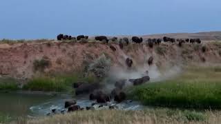 Bison Stampede [upl. by Natica896]