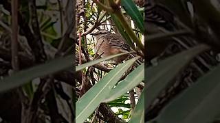 Pájaro 🐦‍⬛🪶 Calandria cantando 🤗 [upl. by Liauqram481]