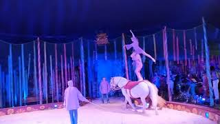 Giffords Circus 2019 Horses [upl. by Neelyar57]