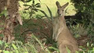 Palmer Coolum Resort Australia [upl. by Aggie]