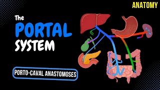 Portal Venous System EASY Scheme  Anatomy [upl. by Eceirtal684]