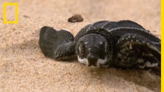 Les premiers pas de bébés tortues de mer [upl. by Elisabet]