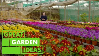 How to Grow and Care for Polyanthus  GARDEN  Great Home Ideas [upl. by Ahseyi]