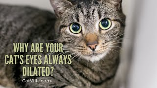 Reasons Why Your Cats Eyes Are Always Dilated [upl. by Frissell]