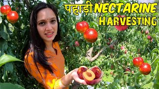 Harvesting पहाड़ी Nectarine in Our Beautiful Orchard🍑  पेड़ पर मैं चढ़ गयी 🍑  कितने का मिलता है [upl. by Batish875]