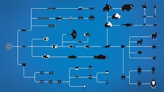 How Evolution works [upl. by Ignace]