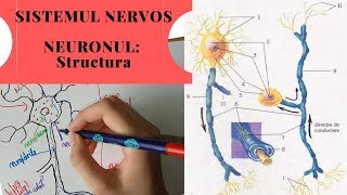 ADMITERE MEDICINA SISTEMUL NERVOS 1 NEURONUL Structura [upl. by Zeiler]