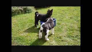 American Akita puppies playing [upl. by Akieluz423]