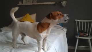 Jack Russell Terrier Filo trying to howl [upl. by Llebiram]