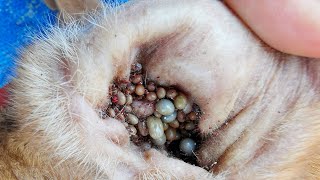 Removing All Ticks From Dog  Dog Ticks Removing Clip  Ticks Removal Videos EP 03 [upl. by Casi]