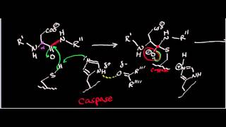 Biochemistry  Protease Mechanisms Part 23 [upl. by Kiersten]