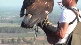 Golden Eagle Training 5th Week Practicing [upl. by Leihcar]