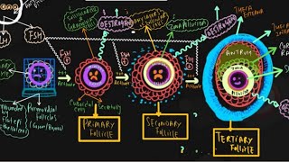 FOLLICULAR PHASE  PROLIFERATIVE PHASE [upl. by Hyozo]