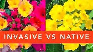 How to identify NATIVE Lantana vs INVASIVE Lantana camara [upl. by Concepcion754]