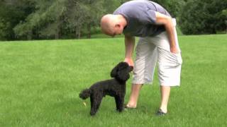 Chief the Miniature Poodle [upl. by Masao956]