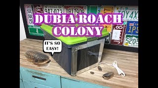 Dubia Roach Colony How To Build An Enclosure Easy [upl. by Krefetz]