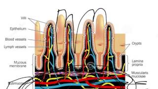 Microvilli [upl. by Annahsal]