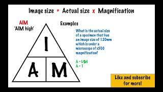 Magnification Equation  GCSE Biology [upl. by Lehcnom]