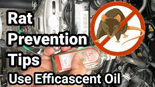 Rat Prevention Tips  Use Efficascent Oil [upl. by Rehpotirhc]