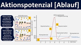 The Mechanism of Muscle Contraction Sarcomeres Action Potential and the Neuromuscular Junction [upl. by Akalam]