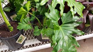 Hope Philodendron Plant Care Donna Joshi [upl. by Yde]