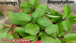 पत्थरचट्टा का पौधा  Patharchatta plant care  bryophyllum medicinal plant  पत्थरचट्टा औषधीय पौधा [upl. by Eimile787]